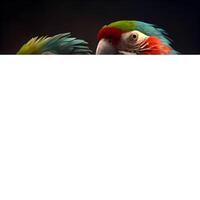 hermosa guacamayo loro aislado en negro antecedentes. Copiar espacio., ai generativo imagen foto