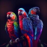 Colorful macaws isolated on black background. 3D rendering., Image photo