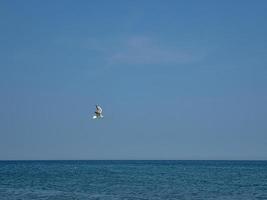 summer holiday landscape with blue sea water and sky and a flying seagull on a warm day photo