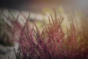 purple heather growing in the September garden in the warm afternoon sun in close-up photo