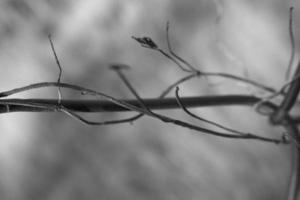 strange twisted shape of a climbing plant growing on a fence in close-up photo