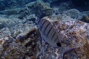 underwater photos of diving in the Atlantic Ocean next to the Canary Islands