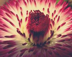 original abstract background macro of a white-pink daisy flower photo