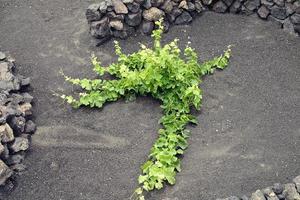 Spanish landscape of the Canary island of Lanzarote with black soil and grape growing photo