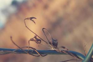 strange twisted shape of a climbing plant growing on a fence in close-up photo