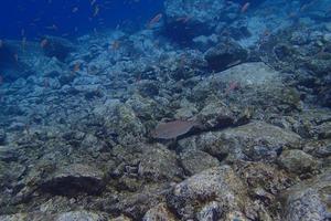 submarino fotos de buceo en el atlántico Oceano siguiente a el canario islas