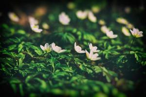 white delicate spring flowers anemones growing in the forest among green foliage photo