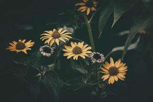 summer yellow flowers growing in the garden on green background photo