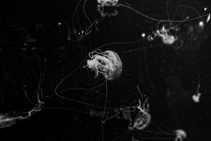 delicate jellyfish floating in black water in an aquarium creating an interesting background photo