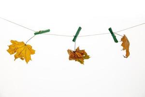 vistoso otoño arce hoja en un blanco aislado antecedentes clavado con un corchete acortar colgando en un cuerda foto