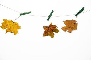 vistoso otoño arce hoja en un blanco aislado antecedentes clavado con un corchete acortar colgando en un cuerda foto