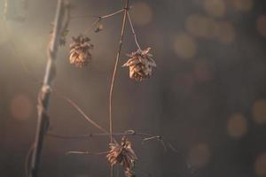 brown withered flowers in the warm December light in the garden in close-up photo