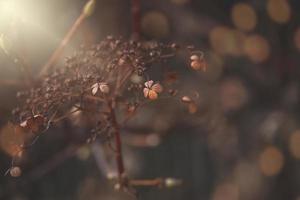 brown withered flowers in the warm December light in the garden in close-up photo