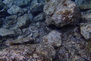 underwater photos of diving in the Atlantic Ocean next to the Canary Islands