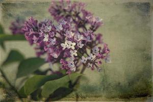 spring twig of blooming purple lilac with green leaves photo