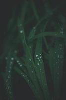 blemishes of the grass on a green background with silver drops of rain in close-up outdoors photo