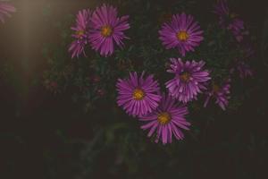 púrpura otoño flores iluminado por el calentar septiembre Dom en un natural jardín ambiente en de cerca foto