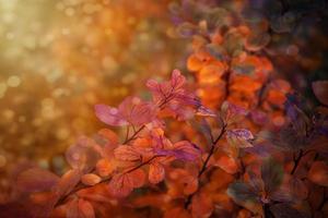 red autumn leaves of the bush in the warm afternoon sun in the garden photo