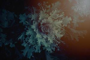 autumn background in close-up of decorative cabbage growing in the garden in the cold November sun photo