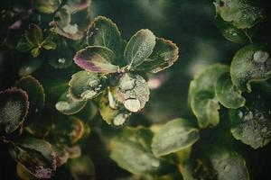 green summer bush with raindrops on the leaves in close-up photo