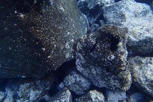 underwater photos of diving in the Atlantic Ocean next to the Canary Islands