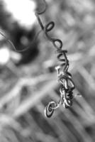 strange twisted shape of a climbing plant growing on a fence in close-up photo