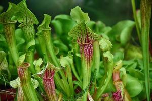 rare original insectivorous plant in the natural environment in close-up photo