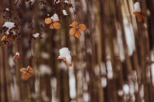 un marchito delicado flor en el jardín en un frío escarchado día durante que cae blanco nieve foto