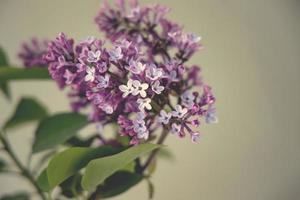 spring twig of blooming purple lilac with green leaves photo