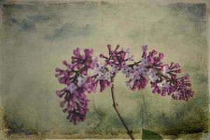 spring twig of blooming purple lilac with green leaves photo