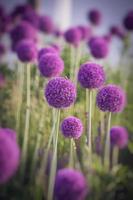 large purple flowers blooming ornamental garlic in the early summer photo