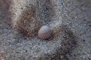 little white shell lying on the clear fine sand of the beach on a sunny warm summer day photo