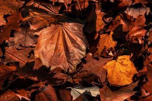 marrón y dorado arce hojas formando un hermosa otoño antecedentes foto