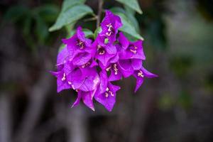 purple bougainvillea flower among green leaves in the summer garden photo