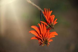 orange flower growing in a sunny garden on a warm summer day photo