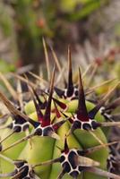 natural orginane green background made of cactus with spines in close-up photo