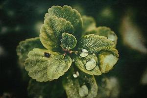 green summer bush with raindrops on the leaves in close-up photo