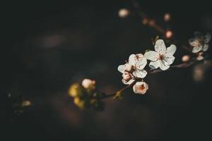 spring apple tree with white delicate small flowers in the warm sun photo