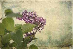 spring twig of blooming purple lilac with green leaves photo