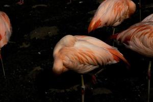 pink flamingo bird standing in the dark water at the zoo photo