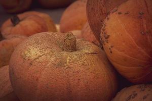 orange autumn fresh pumpkin lying outdoors as a decoration photo