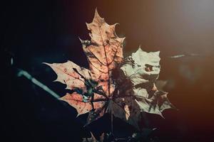 autumn golden leaves on the tree lit by warm soft afternoon light photo