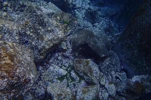underwater photos of diving in the Atlantic Ocean next to the Canary Islands