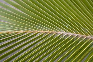 green palm leaf forming an interesting original natural background photo