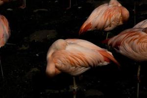 pink flamingo bird standing in the dark water at the zoo photo