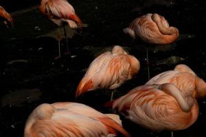 pink flamingo  bird standing in the dark water at the zoo photo