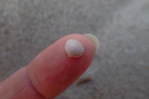 little white sea shell held in hands on a beach photo