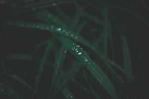 blemishes of the grass on a green background with silver drops of rain in close-up outdoors photo