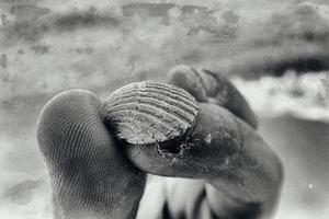 little white sea shell held in hands on a beach photo
