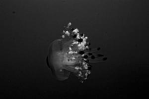 delicate jellyfish floating in black water in an aquarium creating an interesting background photo